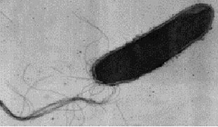 Halobacterium